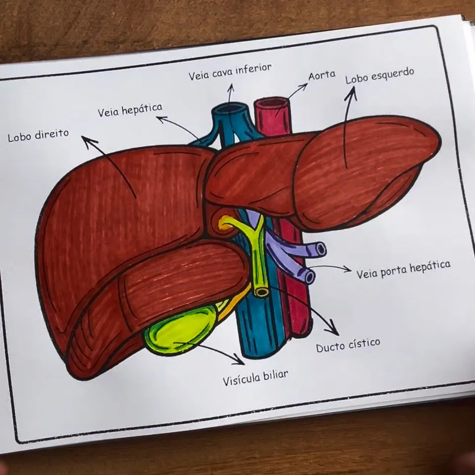 A mesma ilustração do fígado depois de colorida a lápis, com o parênquima em vermelho, as veias em azul e a vesícula em verde